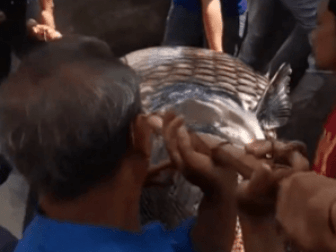 湄公河里捕上一头巨型鲤鱼 网友：鳞片可以做铠甲了...